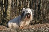 SKYE TERRIER 024